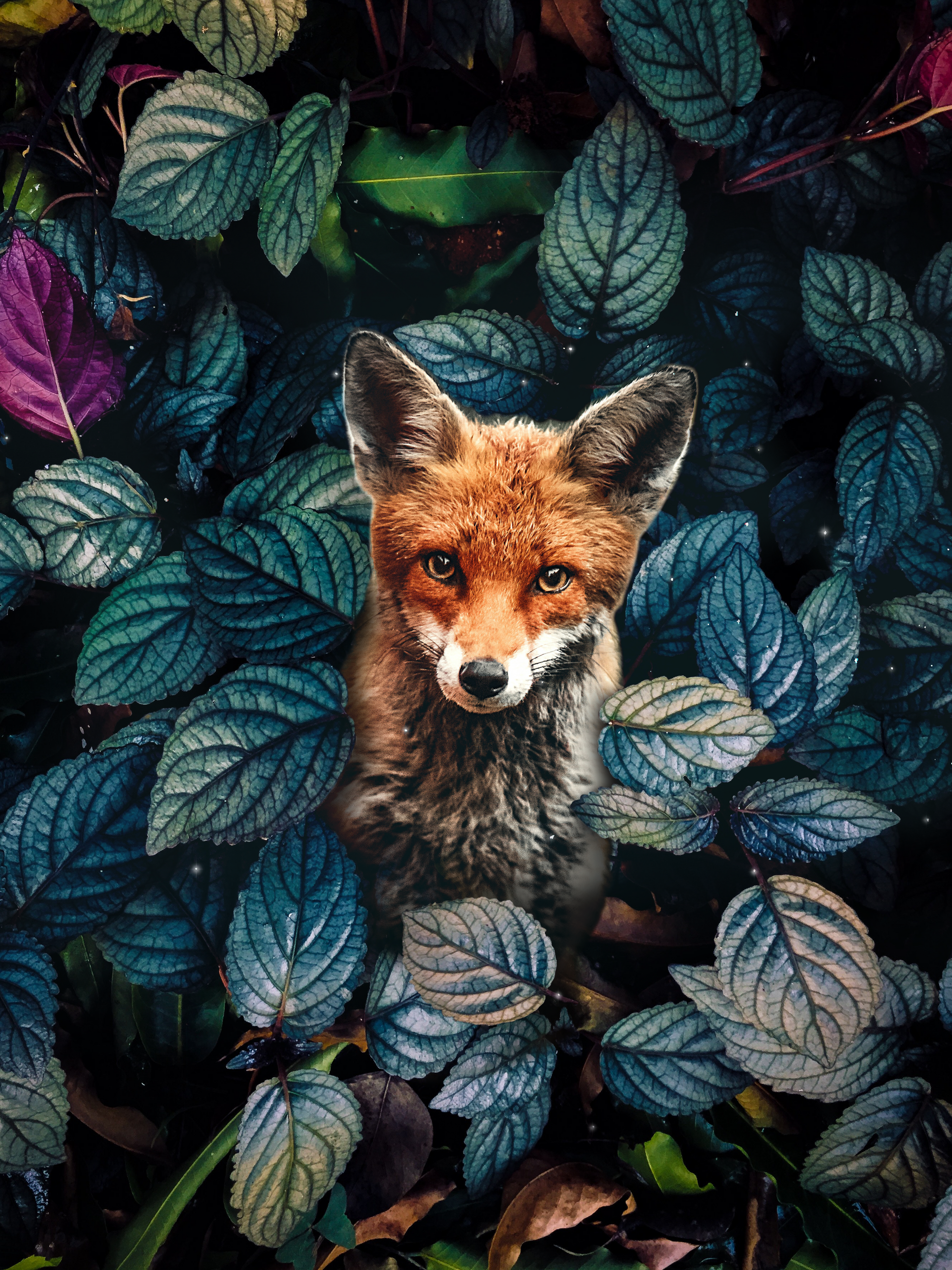 Wild Fox Sticker